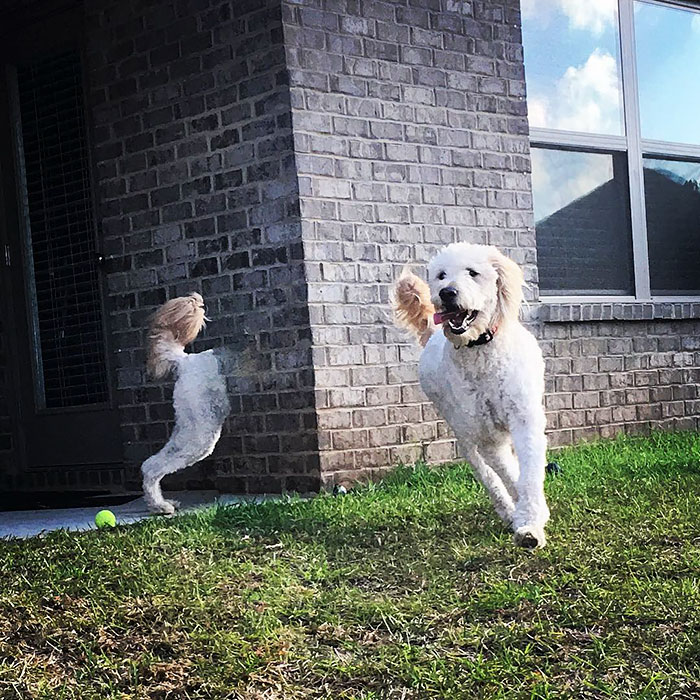 This dog can teleport, right through a building.