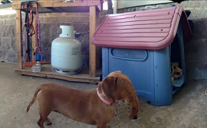 Part Dachshund, part Elephant.