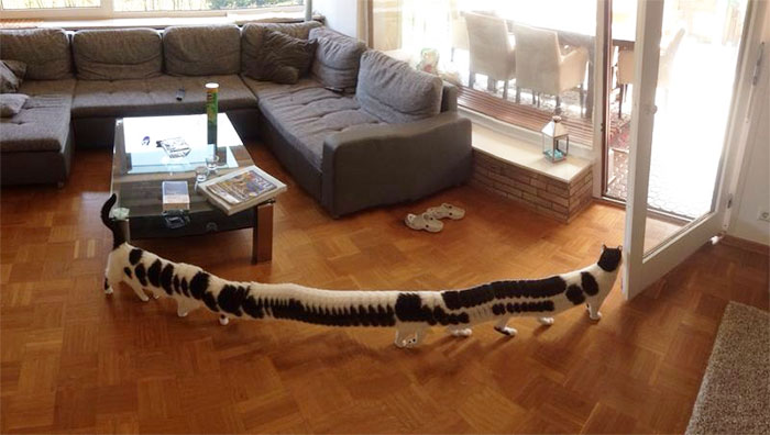 The world's longest cat.