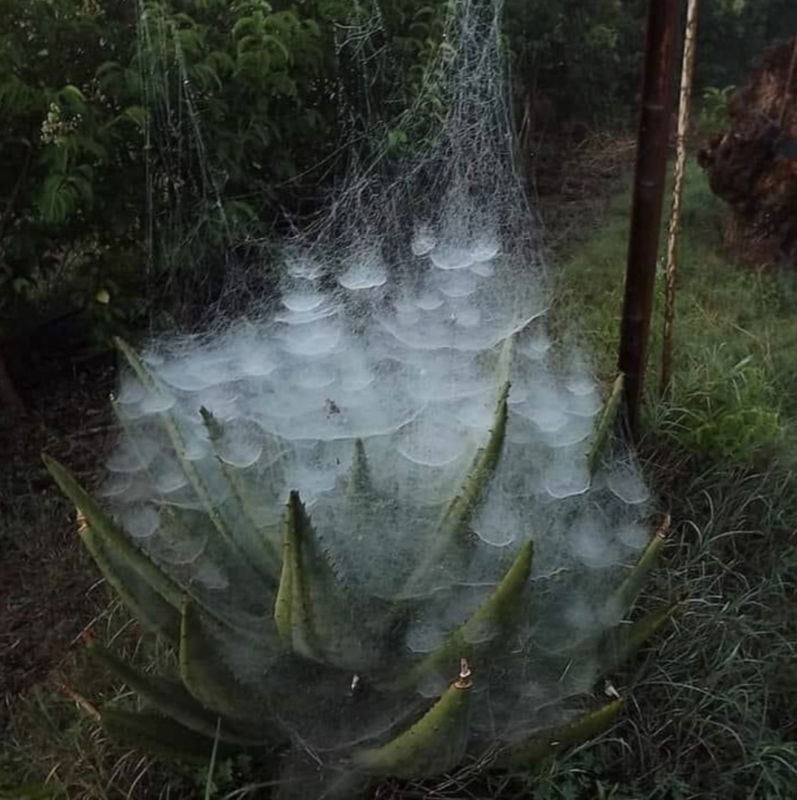 spider web on an aloe vera plant