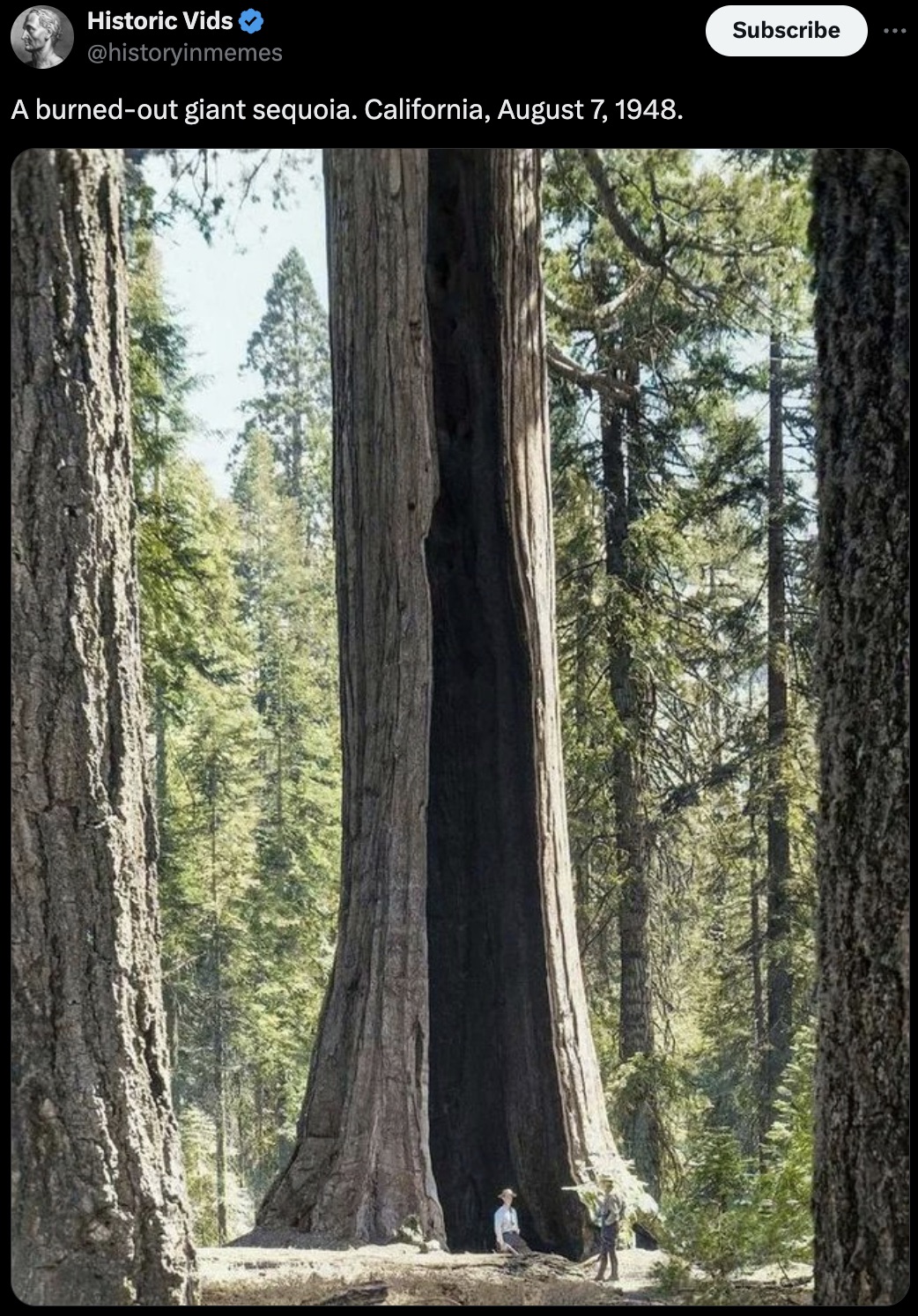 redwood - Historic Vids A burnedout giant sequoia. California, . Subscribe