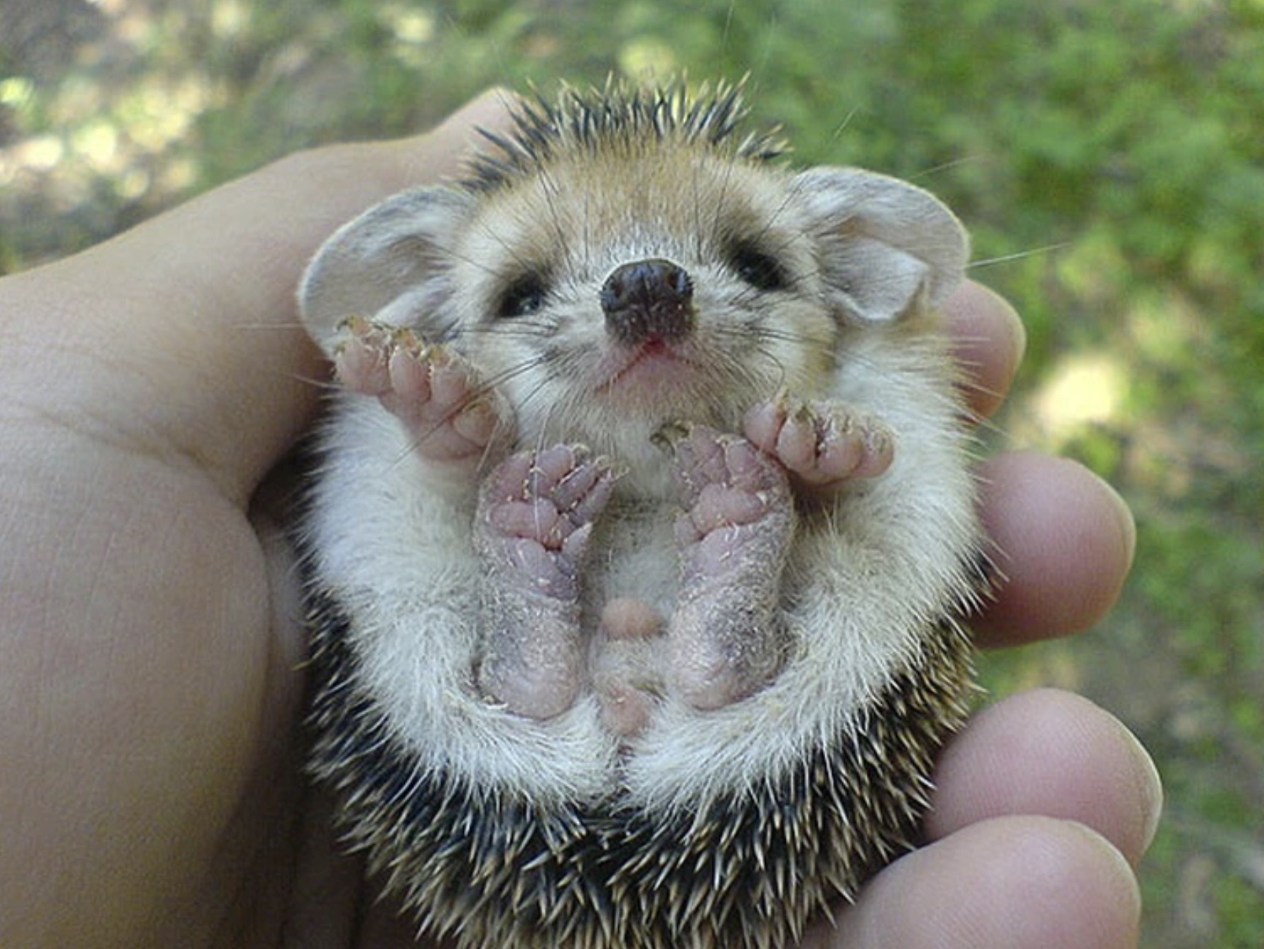 cute baby porcupines