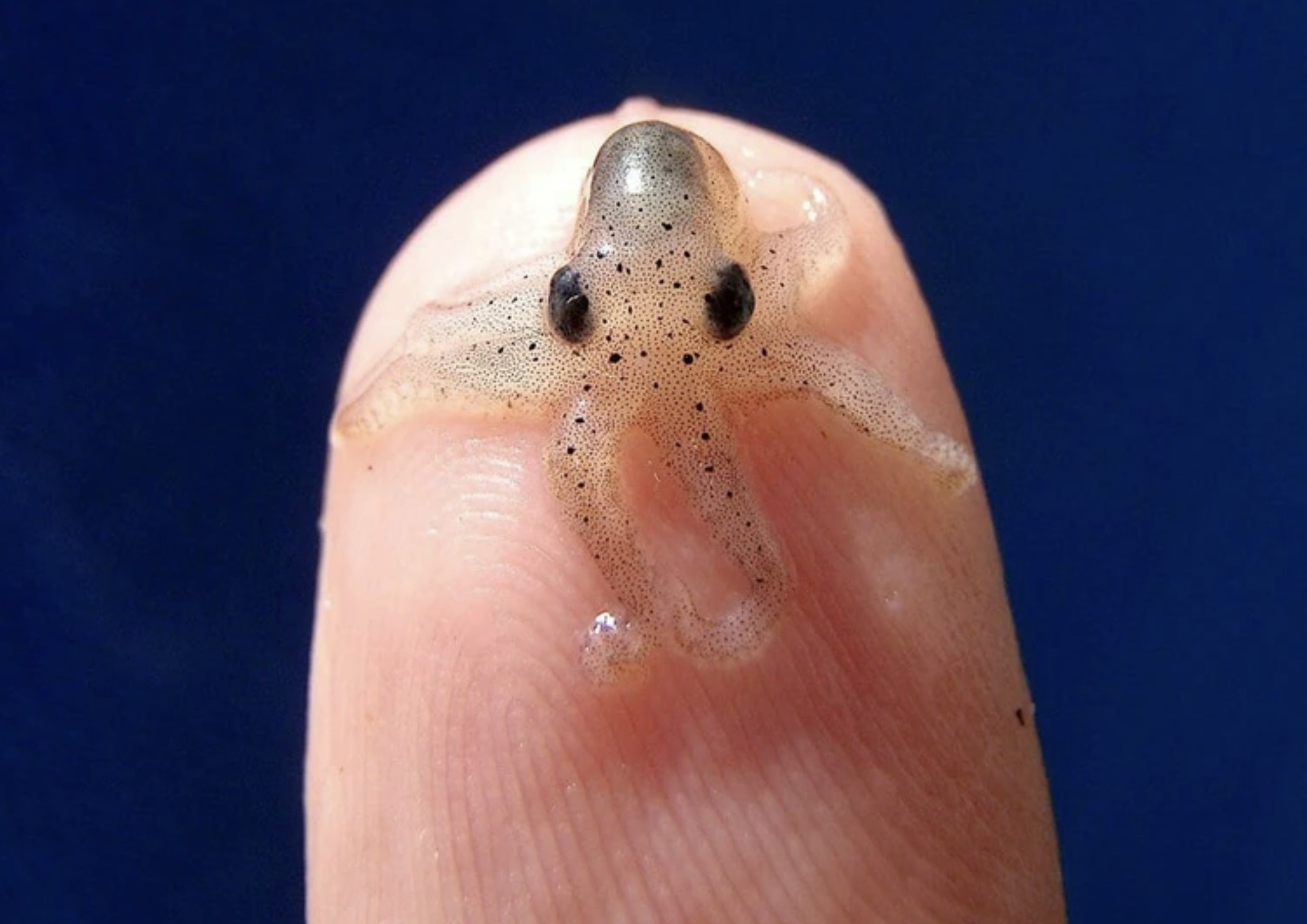 baby octopus