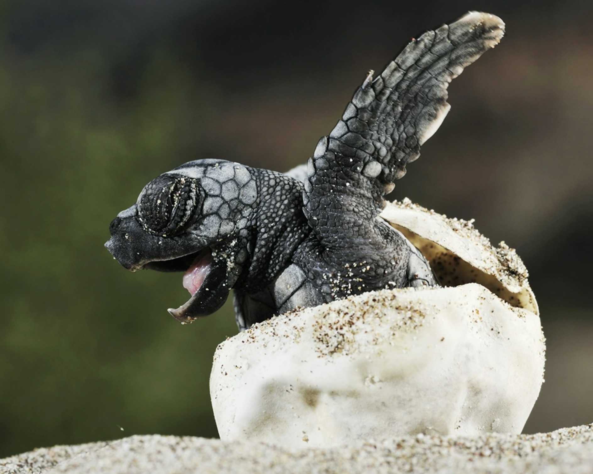 baby loggerhead sea turtle