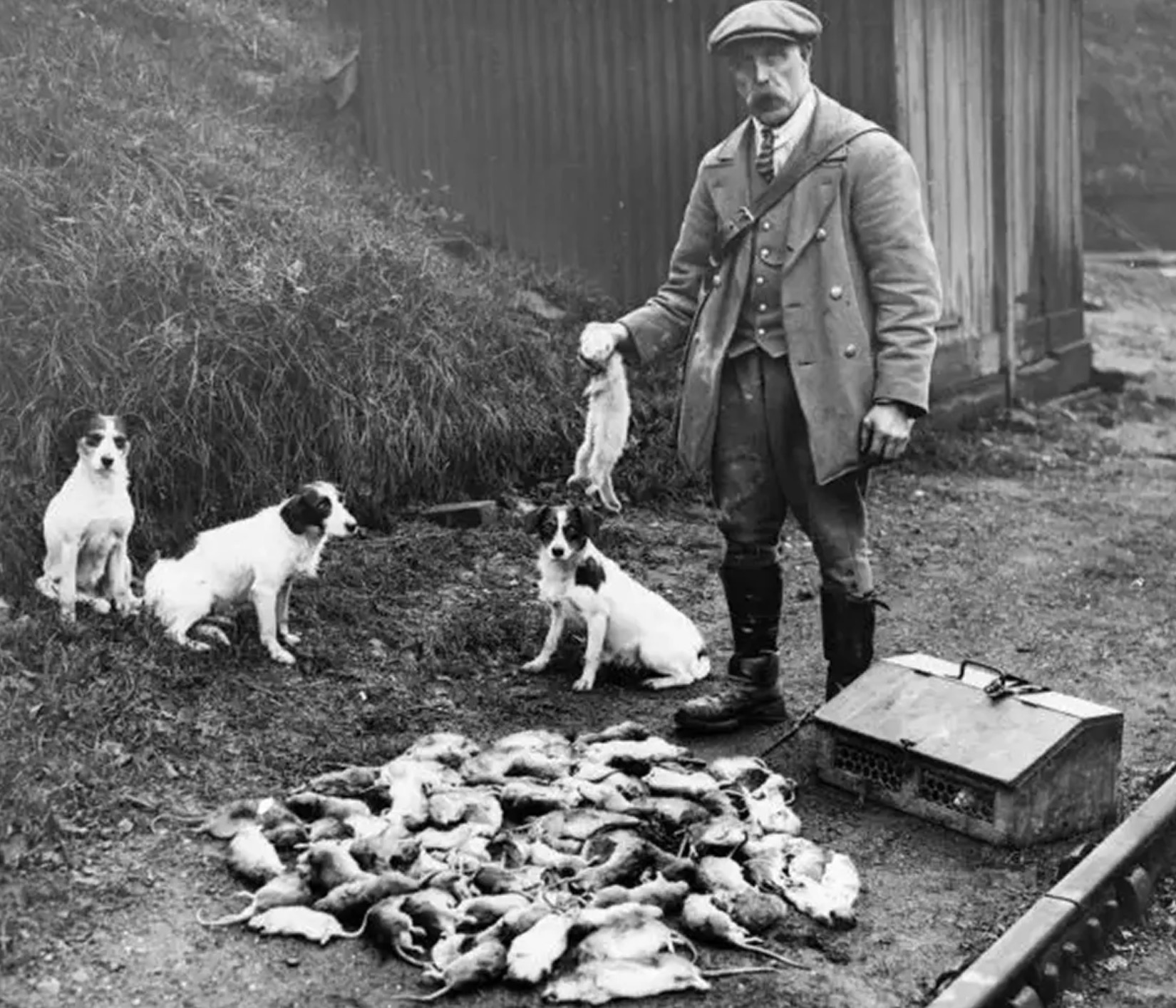 rat catcher 1900s