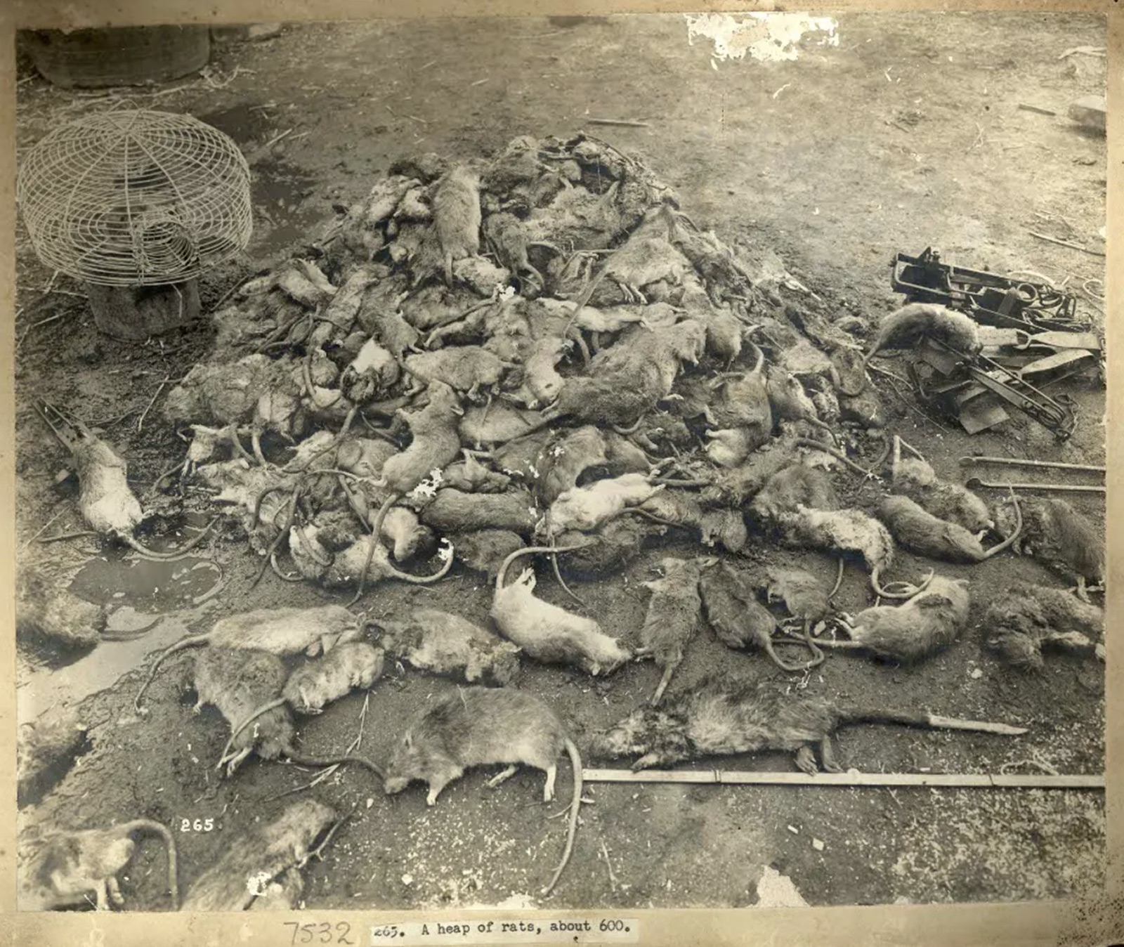 rats 1900s - 265 7532. A heap of rate, about 600,