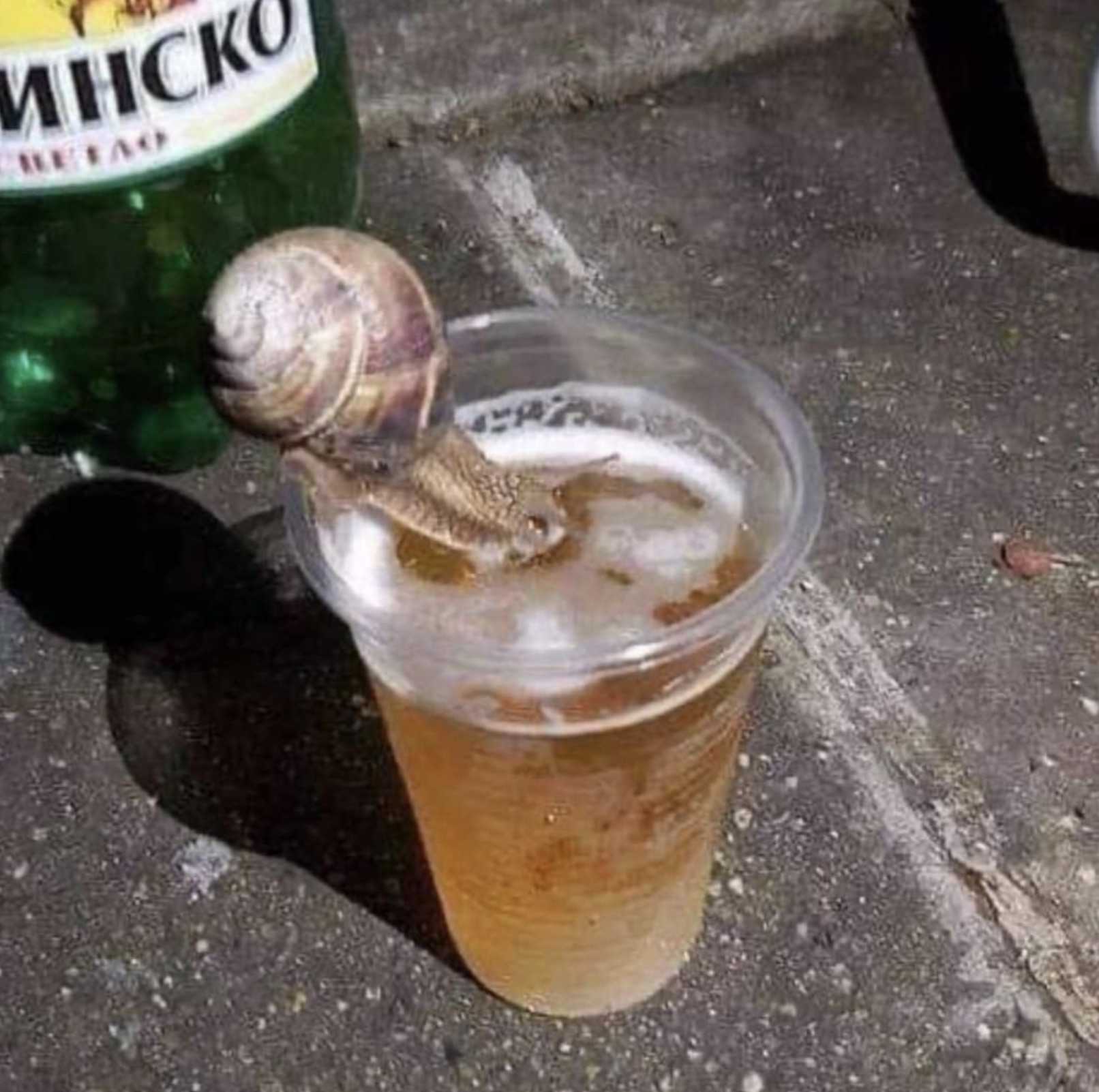 snail drinking beer