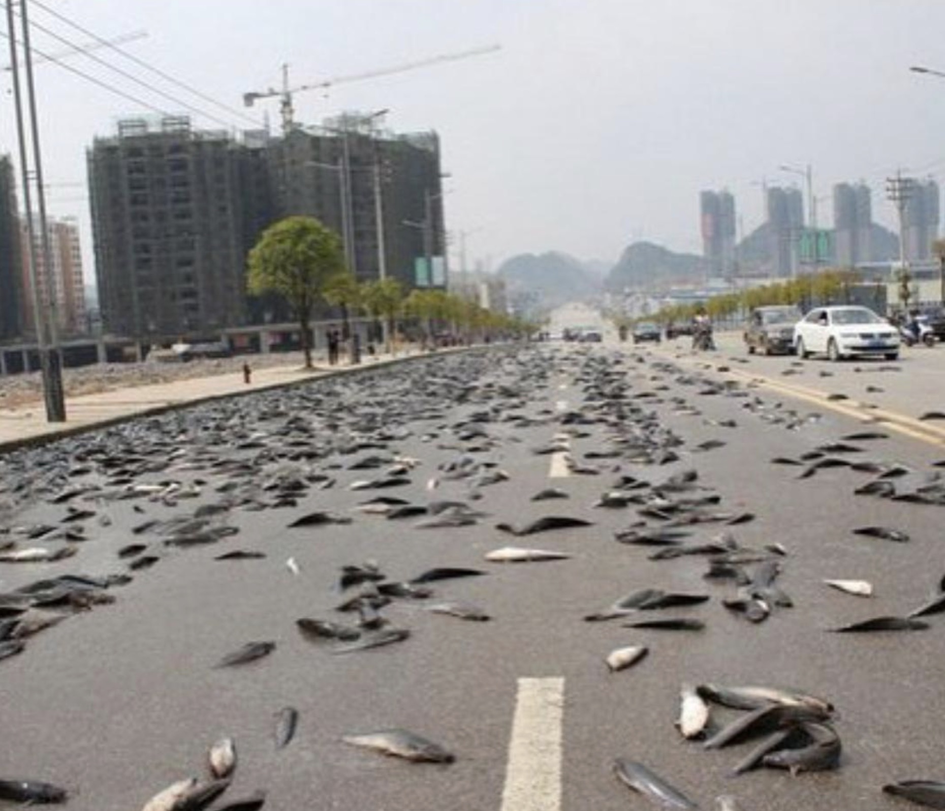 raining fish australia