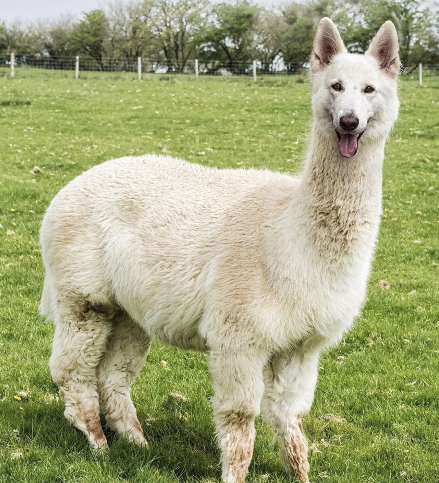 llama