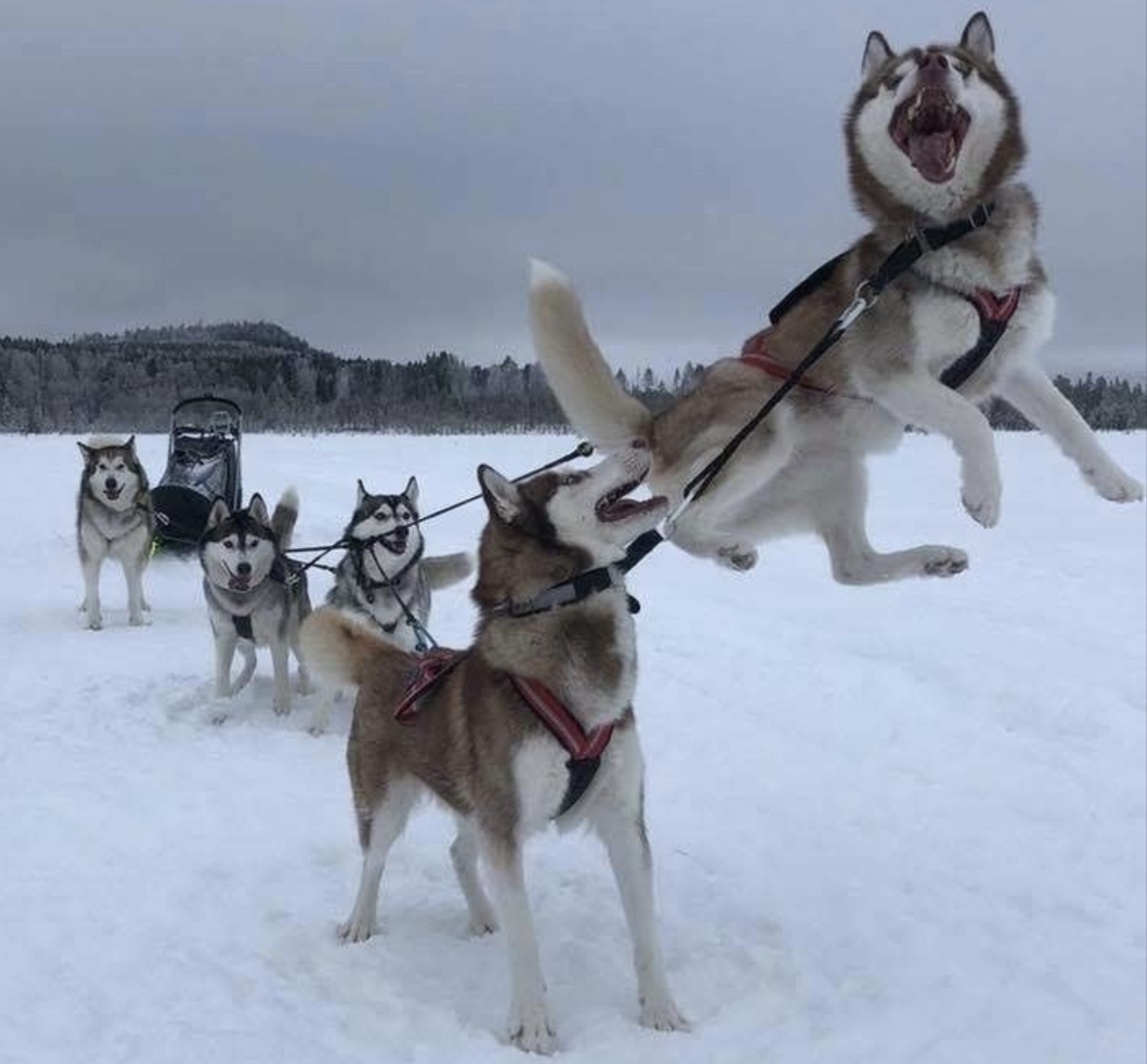 canadian eskimo dog