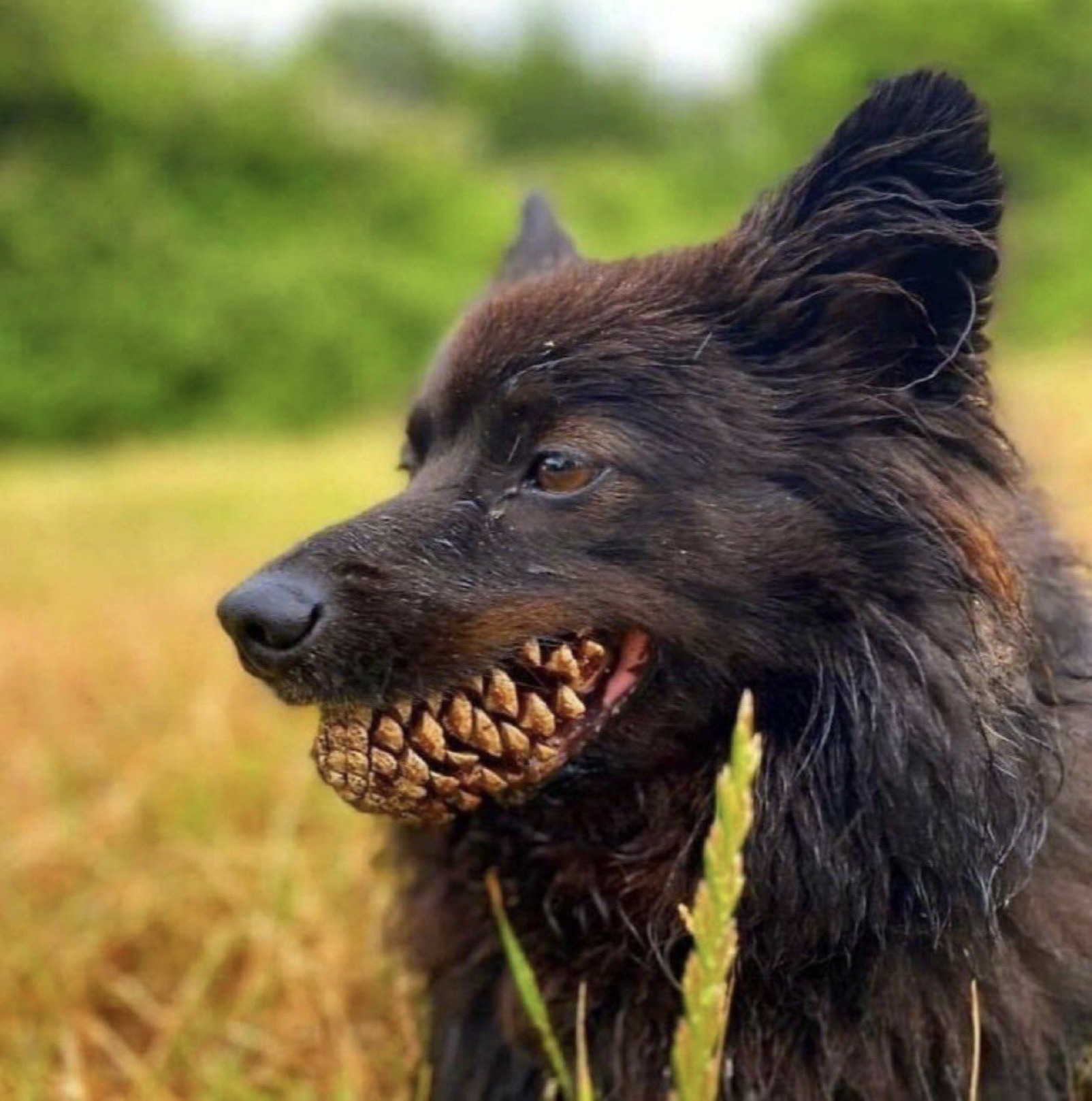 big teeth dog