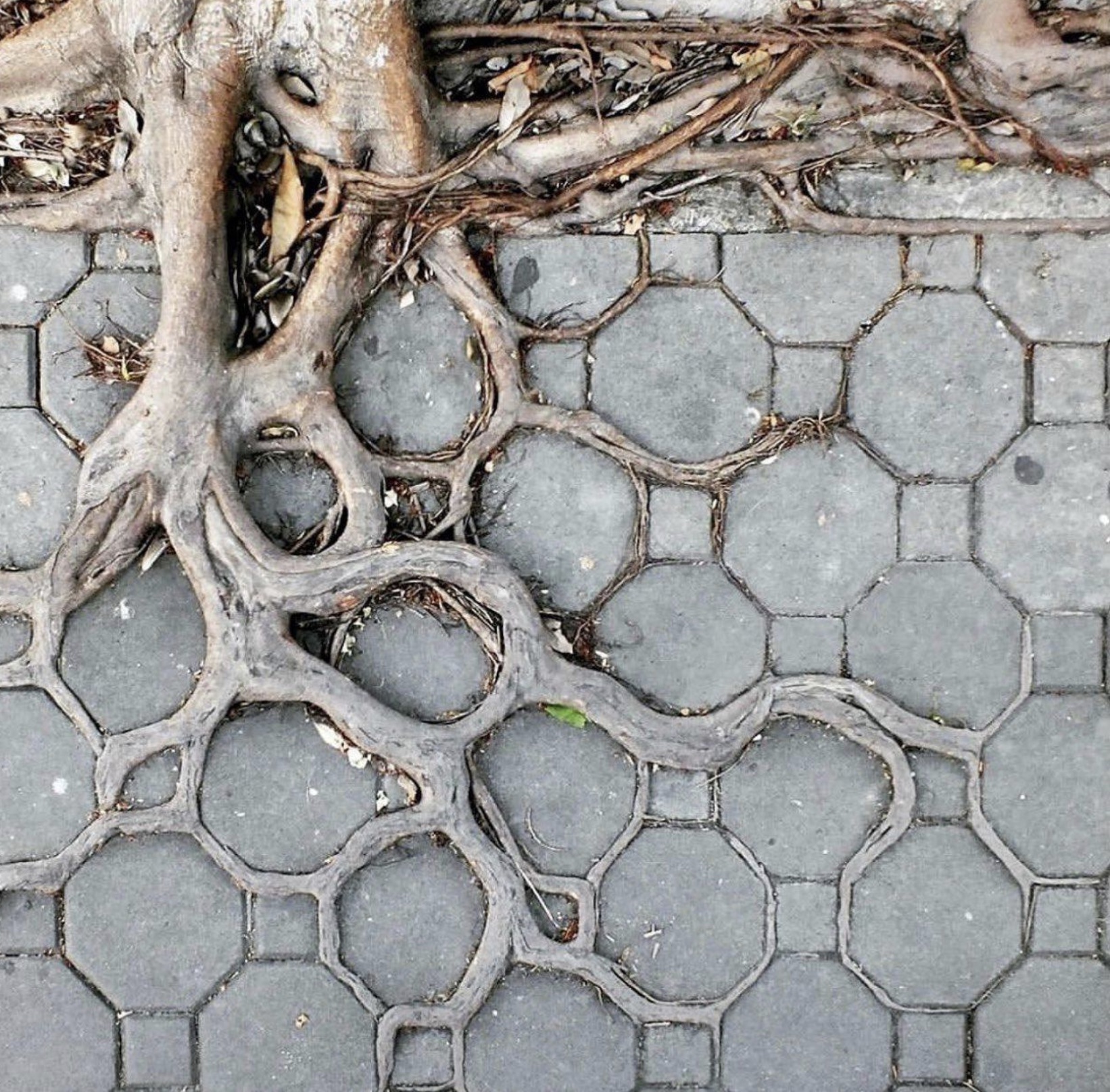 geometry in nature