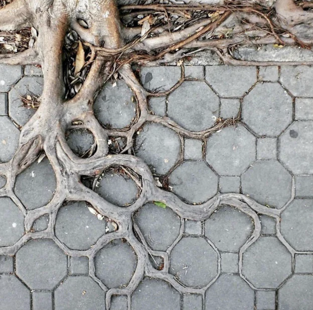 geometry in nature