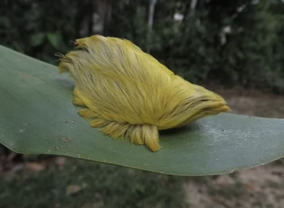 flannel moth caterpillar