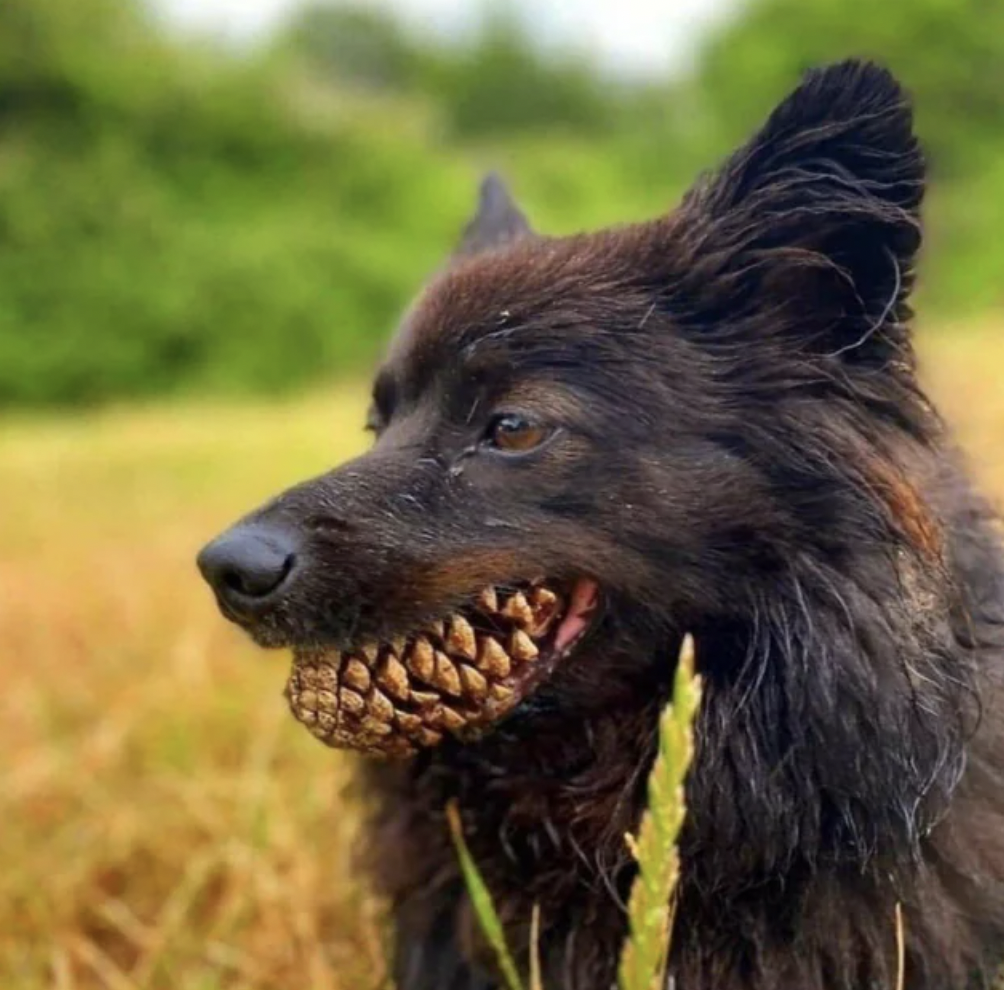 big teeth dog