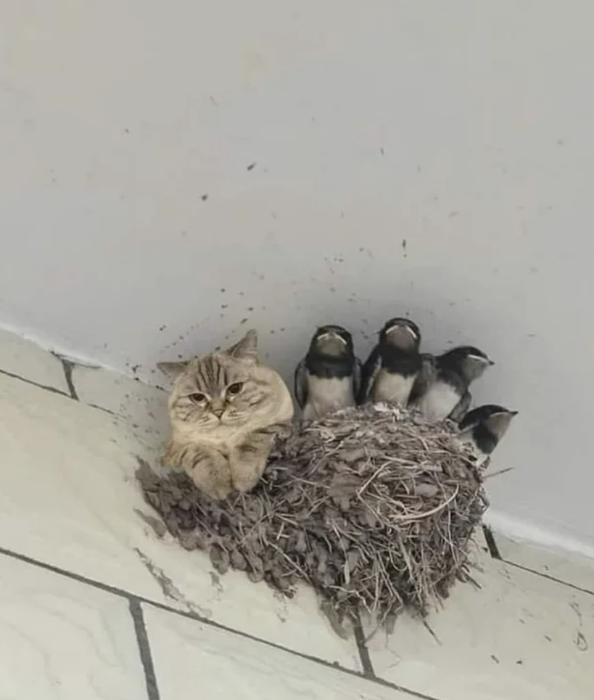 cat in birds nest