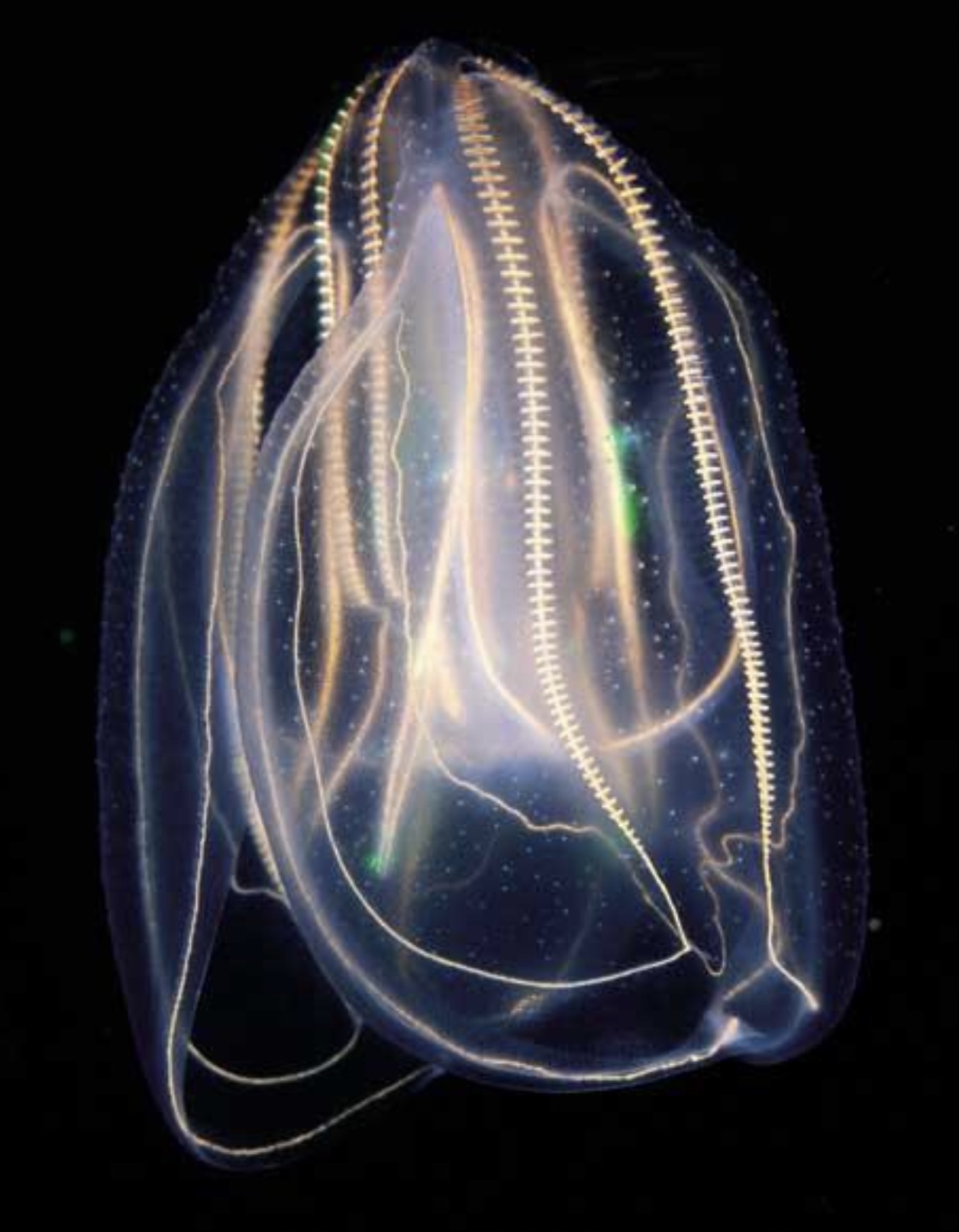 phylum comb jelly ctenophora