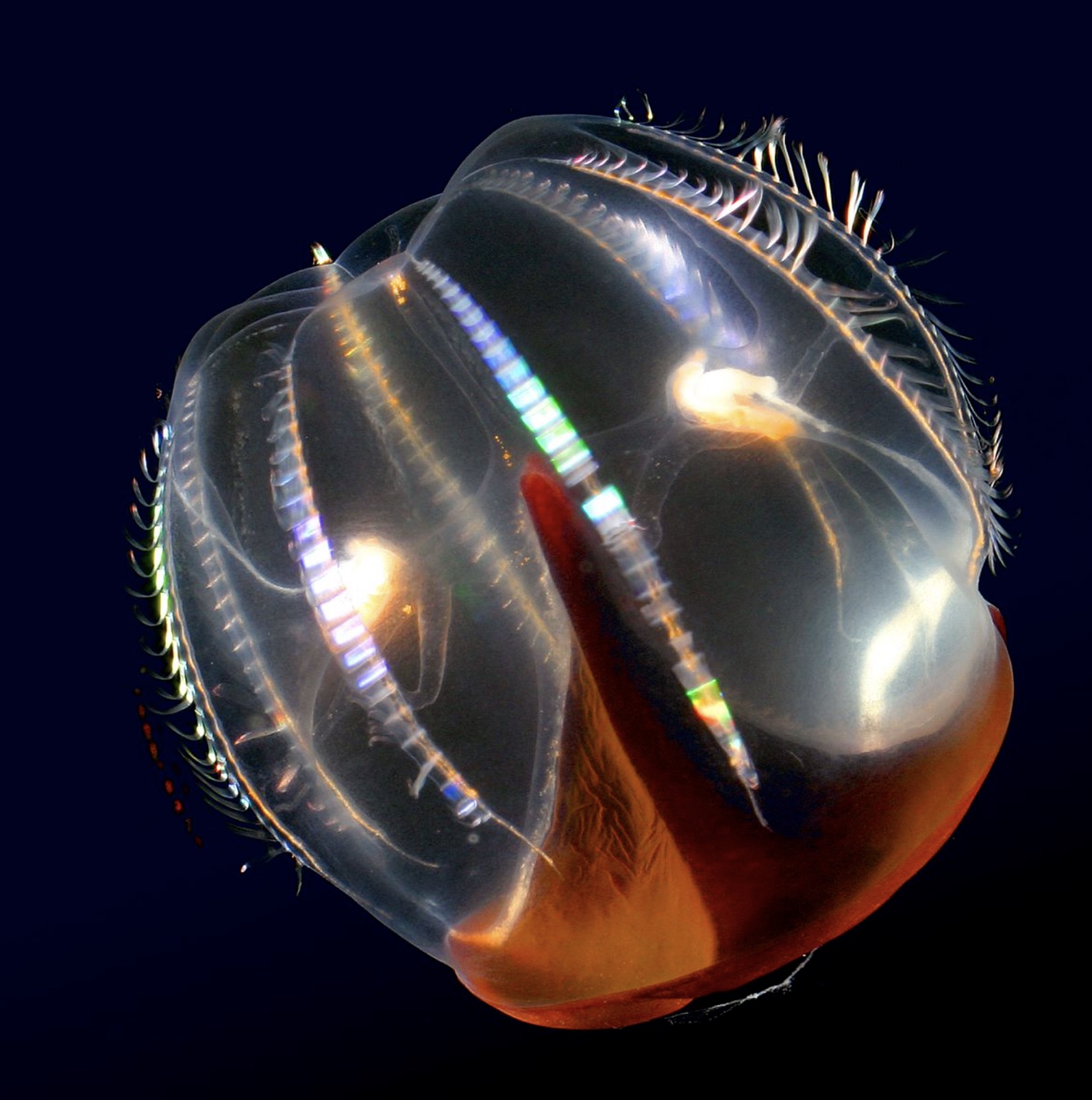 Comb jellies - 7