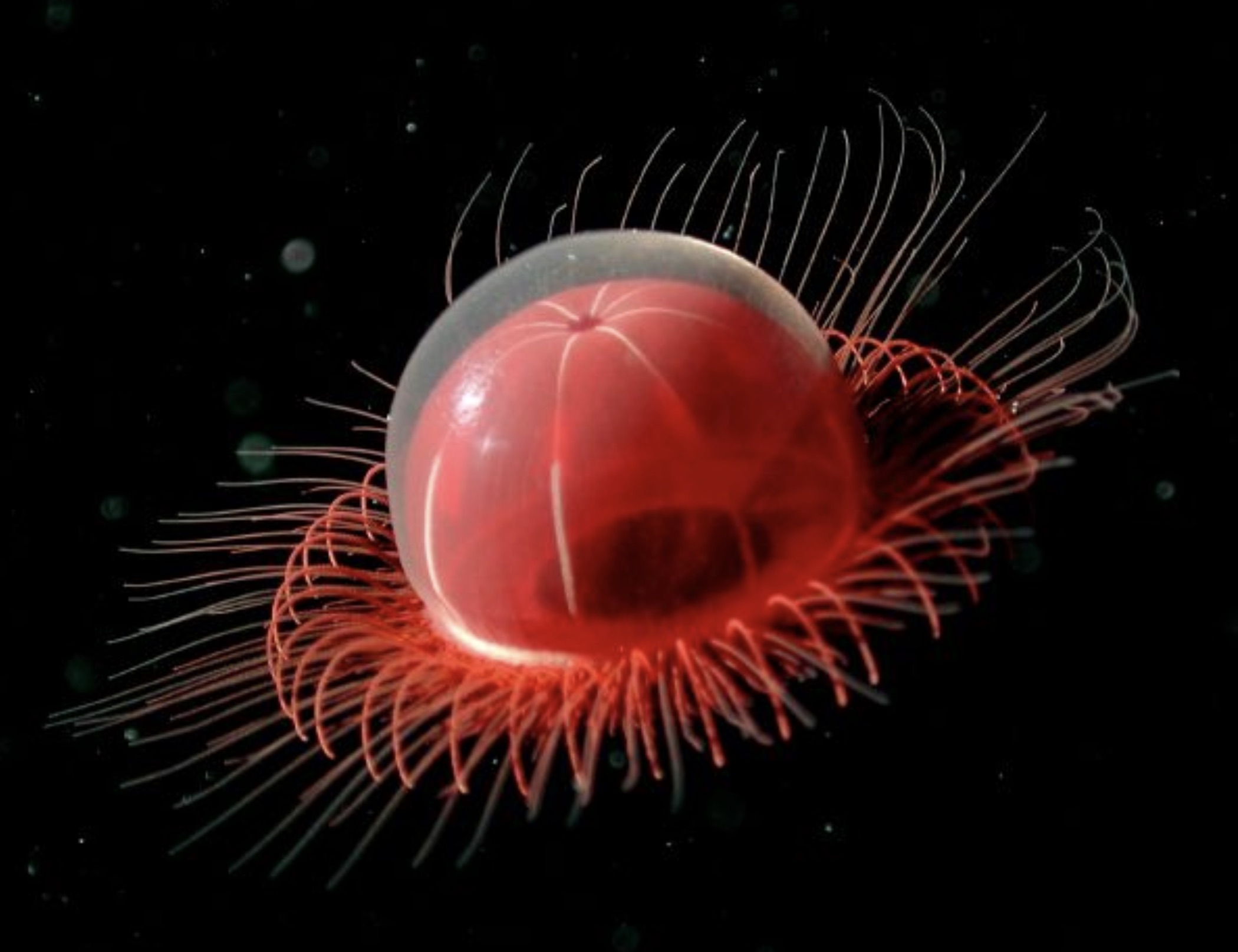 deep sea red jellyfish