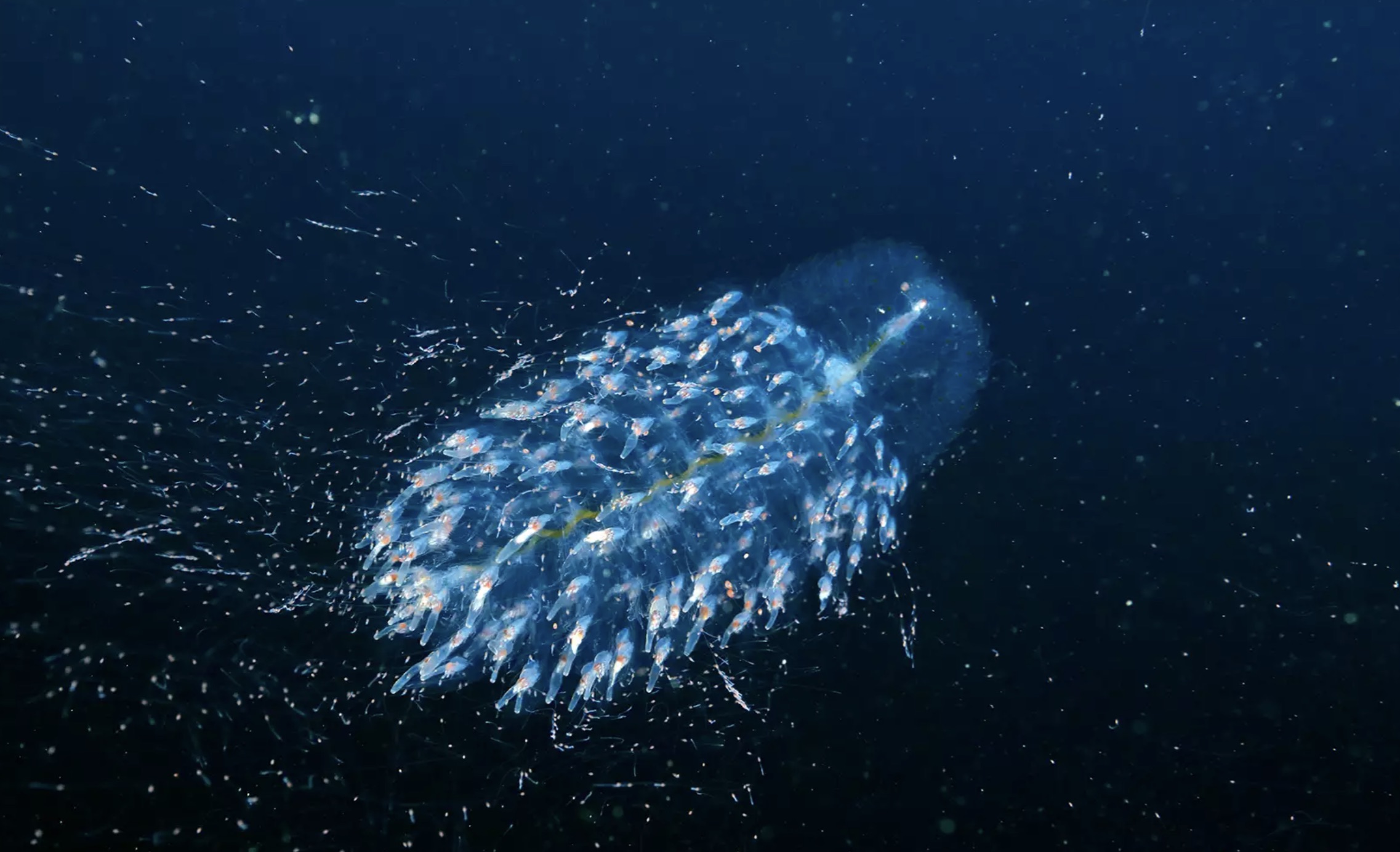 deep sea syphonophore