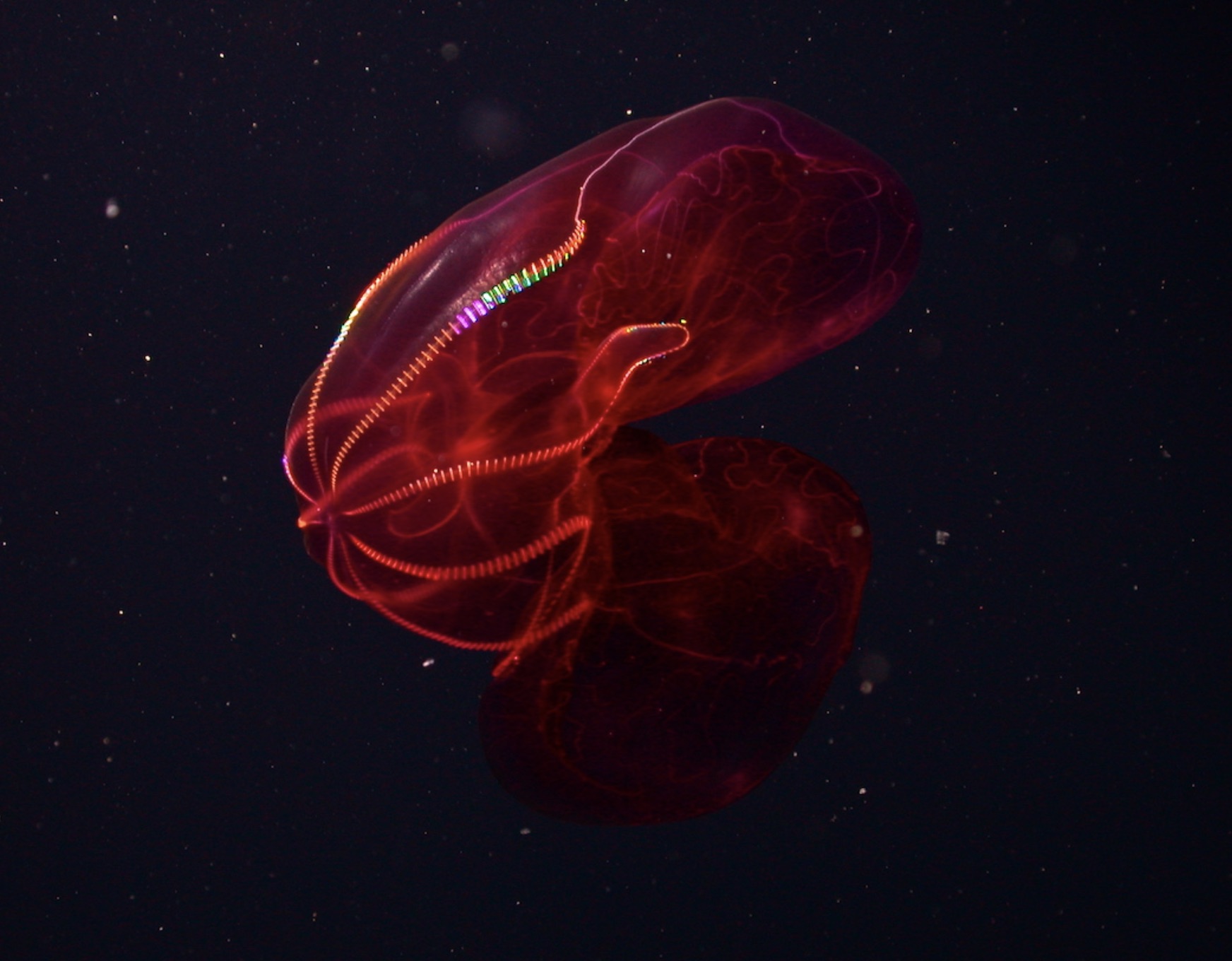 jellyfish