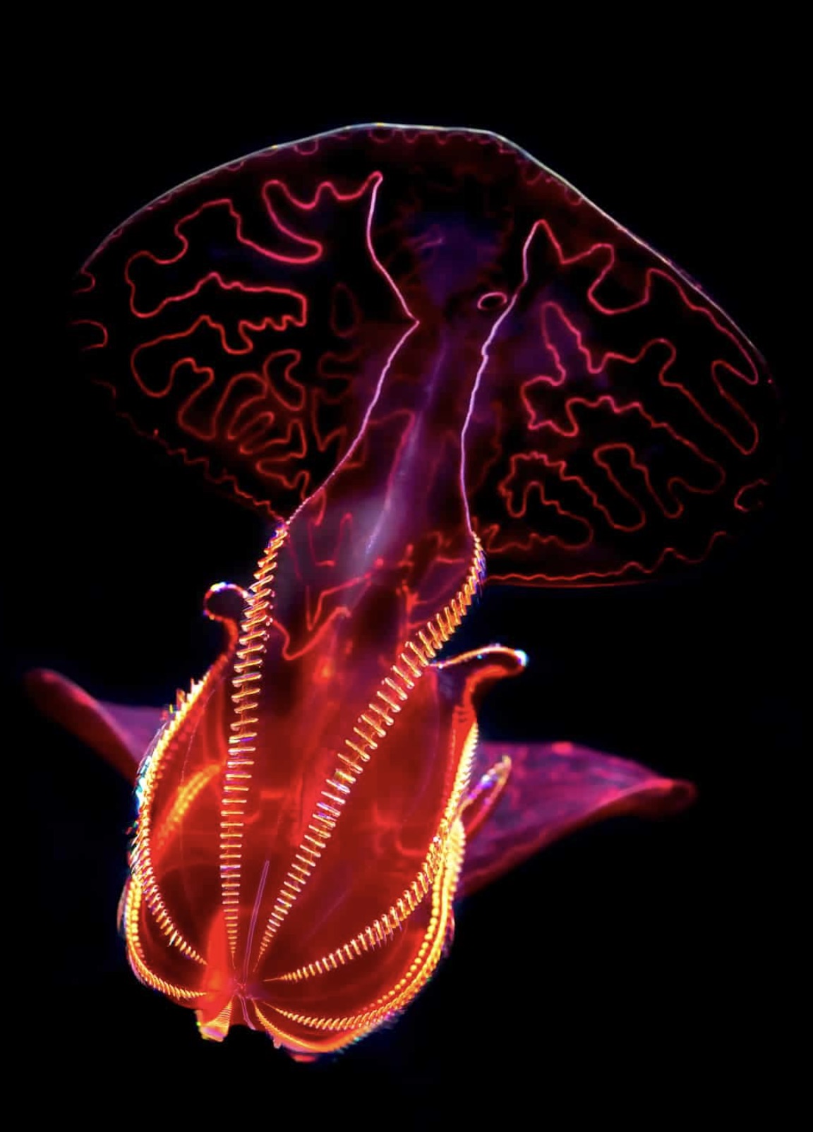 bloody belly comb jelly - M