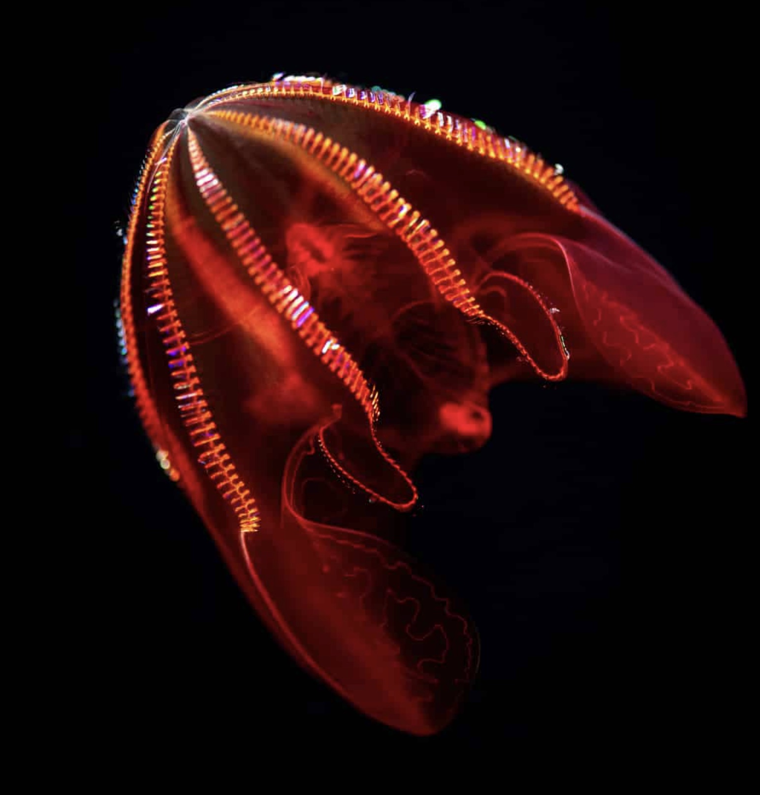 bloody belly comb jelly