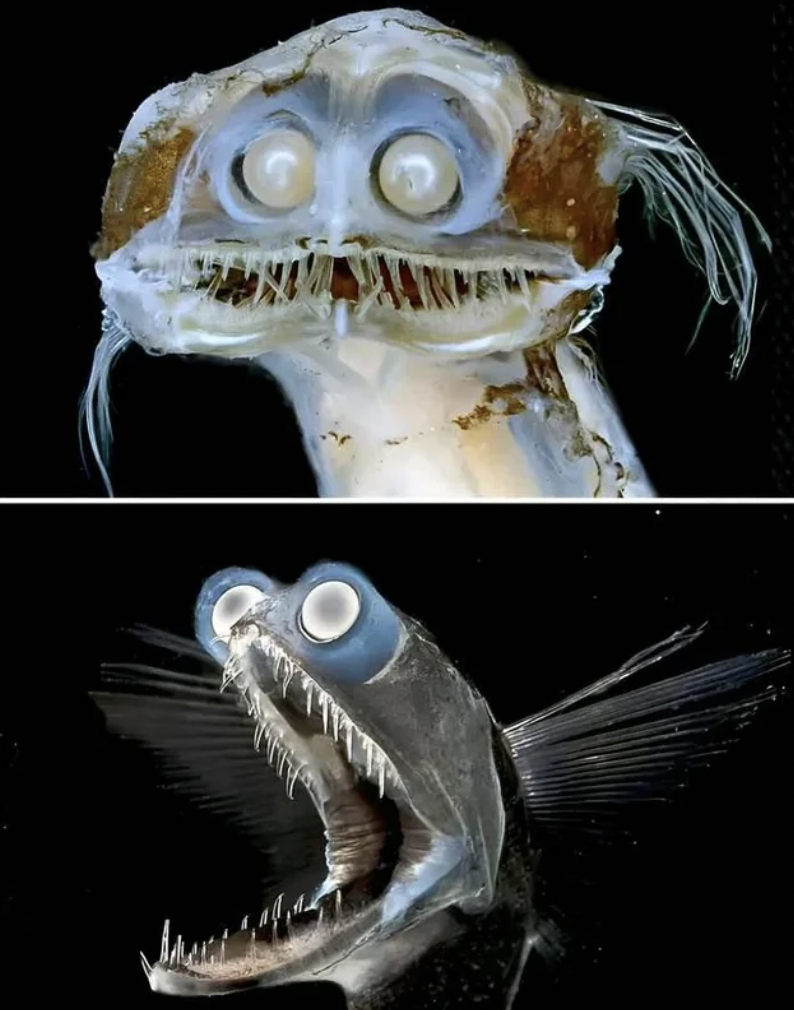 fish with eyes on side of head