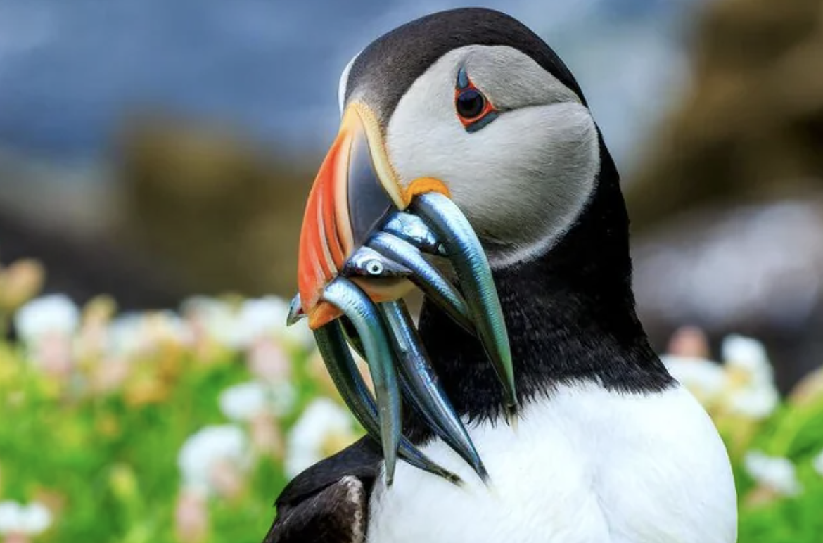 atlantic puffin