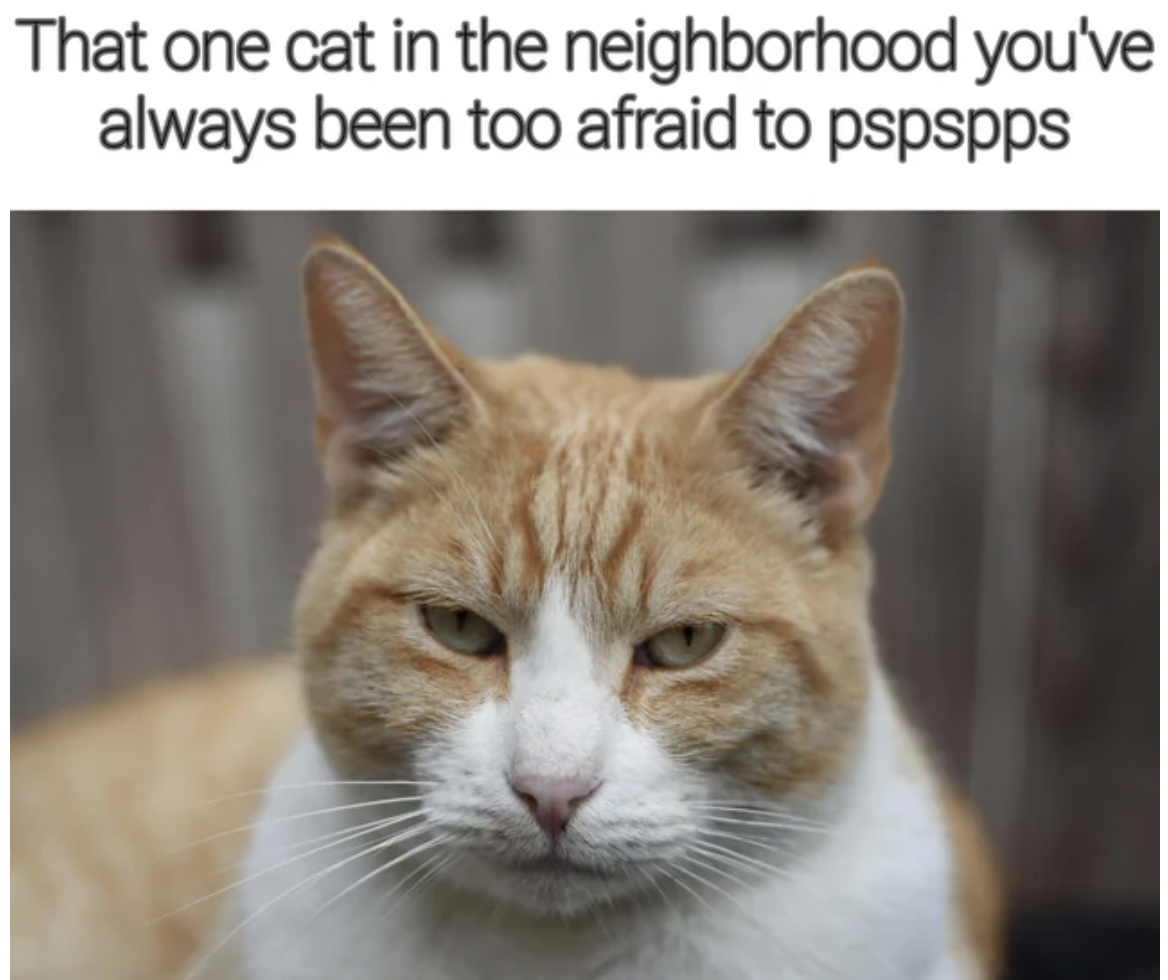 arabian mau - That one cat in the neighborhood you've always been too afraid to pspspps