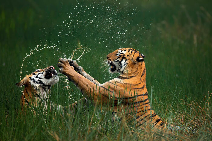 Two Bengal Tigers make a splash in the wetlands.