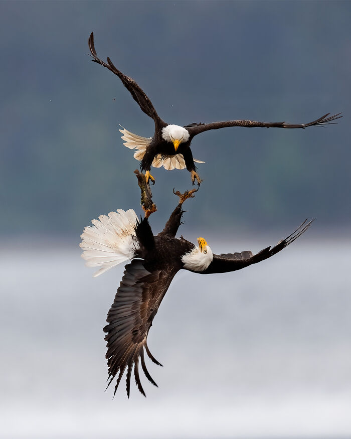 A pair of Bald Eagles fight over a meal after one of them snagged a fish.