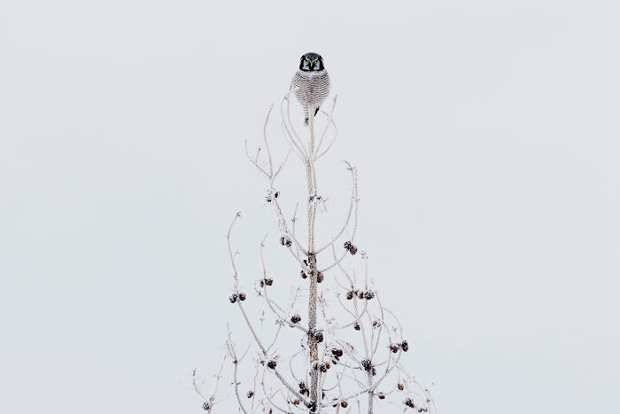 A Northern Hawk Owl on lookout-duty.