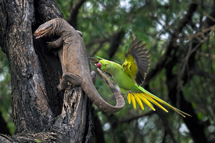 A Parakeet shows a Monitor Lizard who is boss!