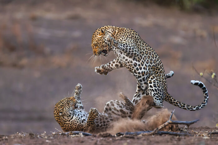 Two African Leopards fight in the dusty plains.