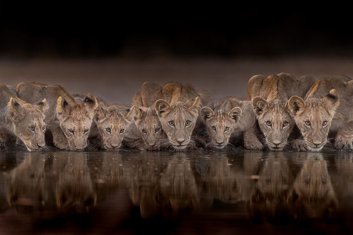 A group of lion cubs cautiously take a drink.