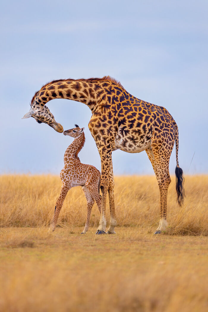 Who knew giraffes like to 'boop the snoot'?