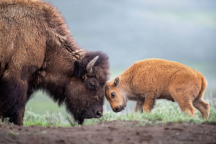 An American Bison and it's calf doing a little head butting.