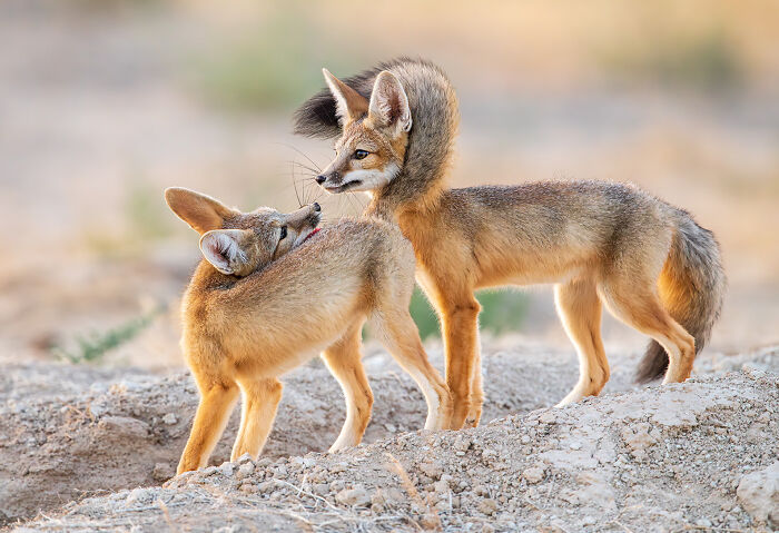 A pair of Kit Foxes seeing how they look with a fur-scarf.