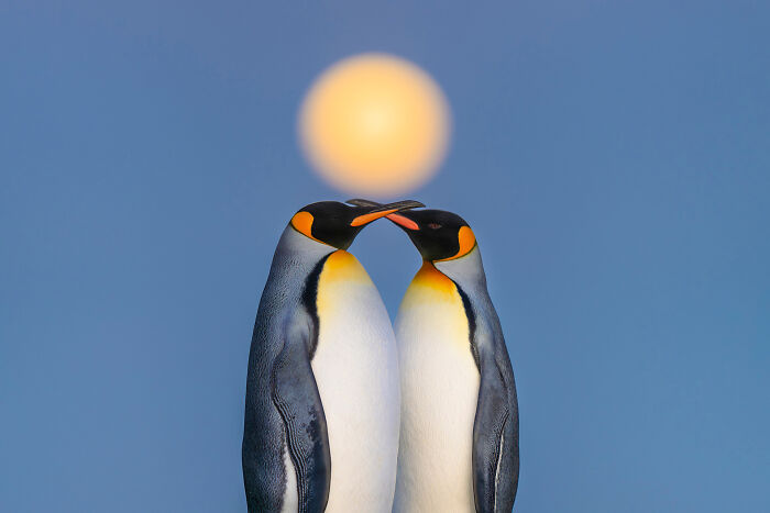 King Penguins nuzzle each other under a full moon.