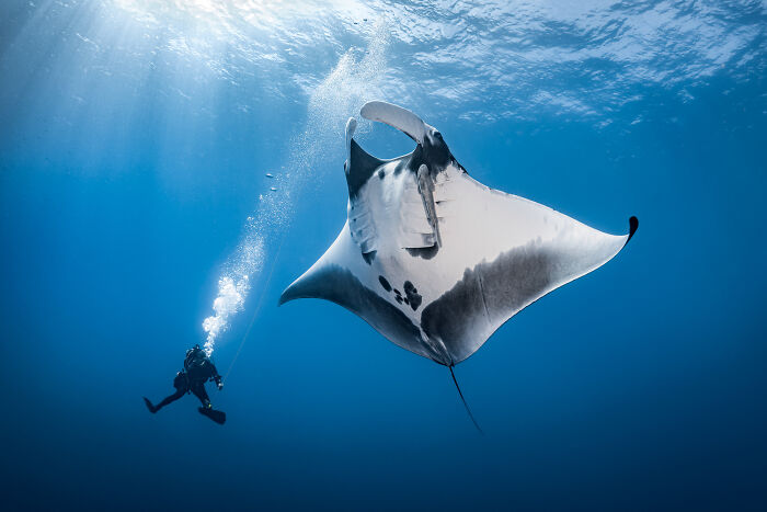 A diver swims alongside a Giant Oceanic Manta Ray.