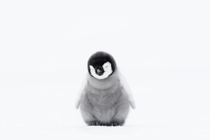 An adorable Emperor Penguin Chick in the snow.