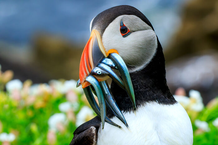 This Puffin scored quite the haul on his fishing trip.