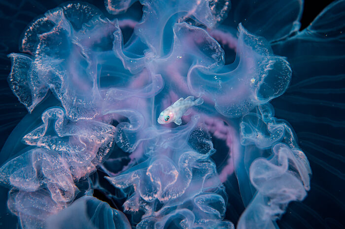 A young Driftfish swims through a Moon Jellyfish.