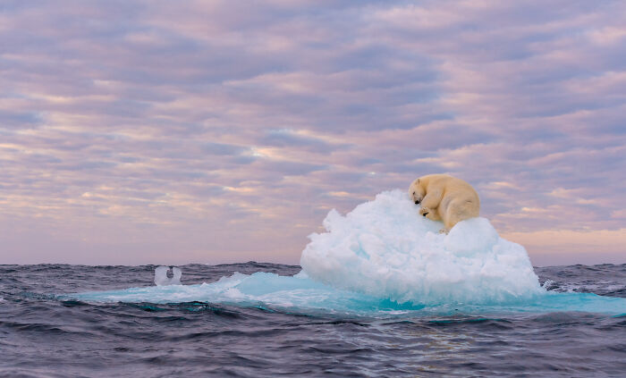 A powerfully indictment of the changing habitats of Polar Bears and arctic animals.