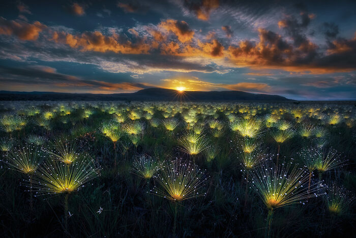 These Paepalanthus plants reflect the rising sun's light looking like a field of fireworks.