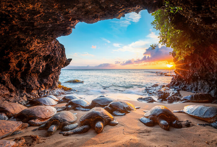 Sea Turtles rest on a picturesque beach cave.