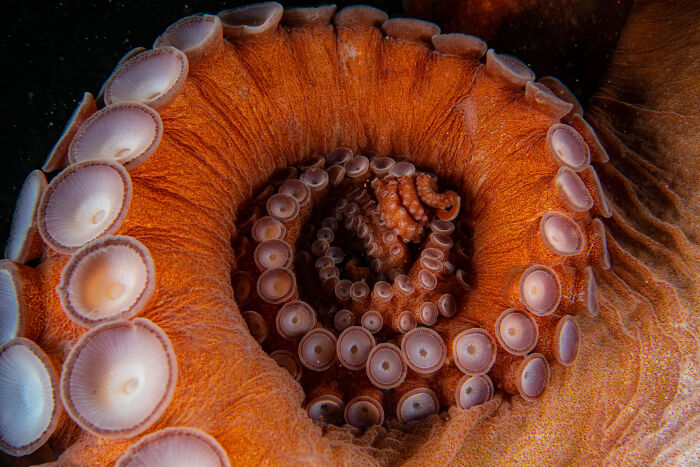 The tentacles of a Giant Pacific Octopus.