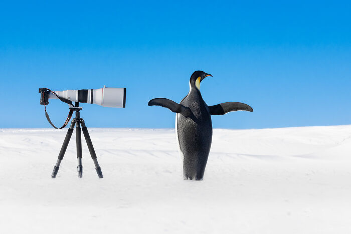 This Emperor Penguin looks like he's fed up with his attempts to take the perfect photo.