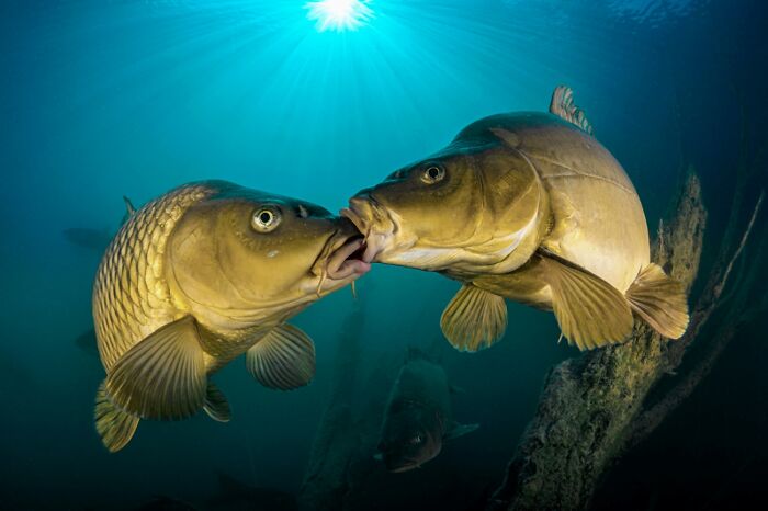 A pair of Carp share a quick kiss.